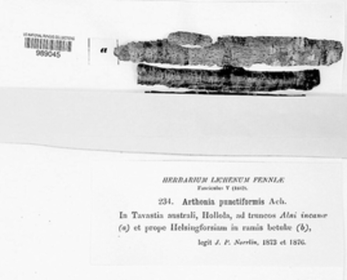 Arthonia punctiformis image